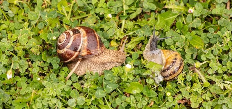 5-helix-pomatia-et-helix-aspersa.jpg